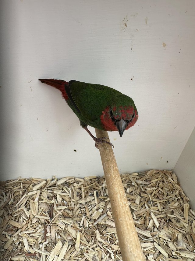 Preview of the first image of Red Headed (Split for Lutino & Sea Green) Parrot Finch Cocks.
