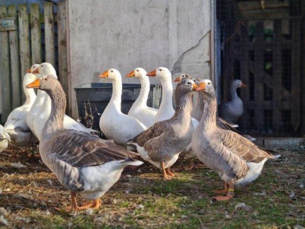 Image 2 of Pilgrim geese goose gander - rare breed autosexing