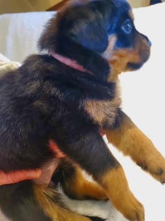 Image 16 of Last Gorgeous Rottweiler Girl Pup KC Reg Ready Now