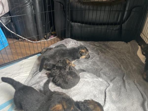 Image 9 of German Shepard puppies, born 15/05/24