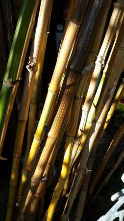 Image 7 of CANESof Bamboo.for staking, screening etc etc
