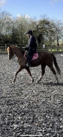 Image 1 of Cheval Miss Money Penny 13.1hh