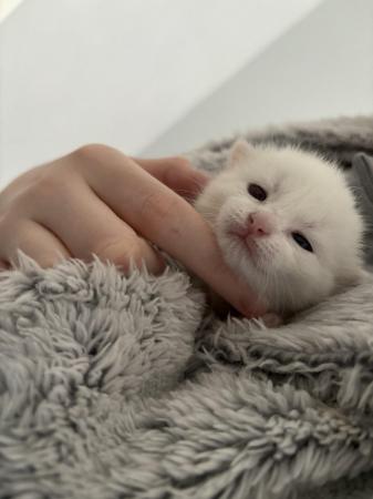 Image 4 of White female kitten ready now!