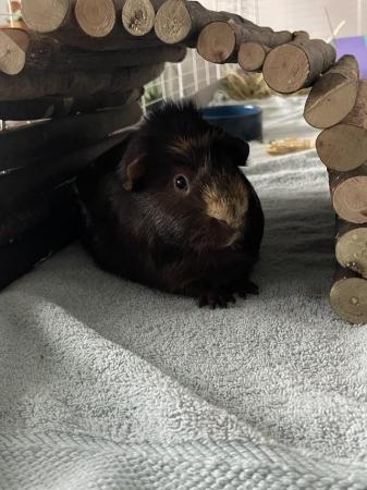 Image 5 of 2 male guinea pigs for sale