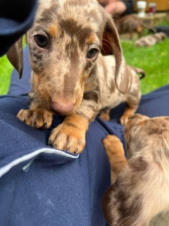 Image 9 of Quality bred Miniature Dachshunds 2 boys 1 girl for sale