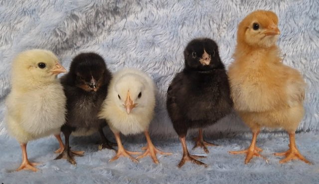 Image 4 of Female chicks - hybrid layers Sussex,speckledy,bluebelle