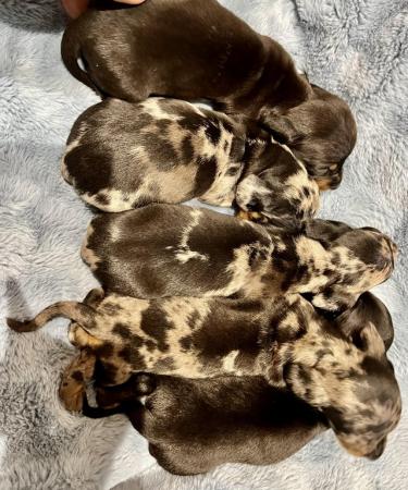 Image 6 of Mini dachshund puppies silver blue dapples black tan