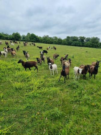 Image 1 of Soay sheep, ewe lambs and rams
