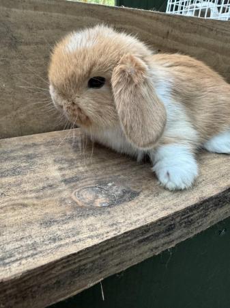 Image 12 of MINI LOP BUNNIES / 5 STAR HOMES ONLY
