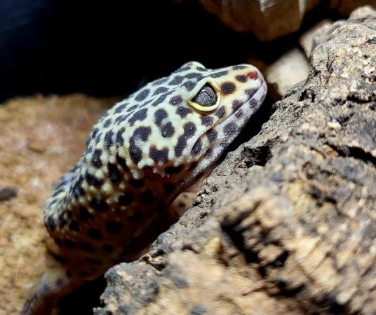 Image 5 of CB20 Male Leopard Gecko - Full set up available