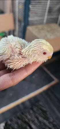 Image 4 of Tame baby budgies hand read