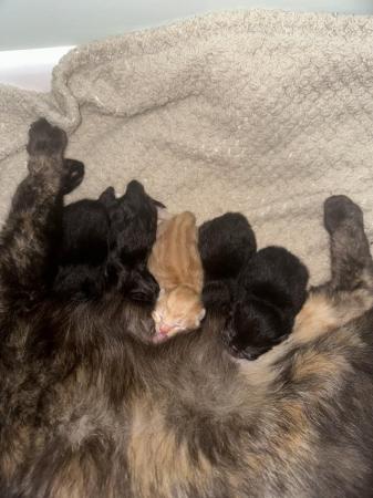 Image 4 of Beautiful kittens for sale