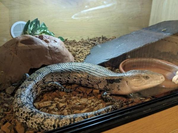 Image 3 of Male Indonesian Blue Tongued Skink for sale