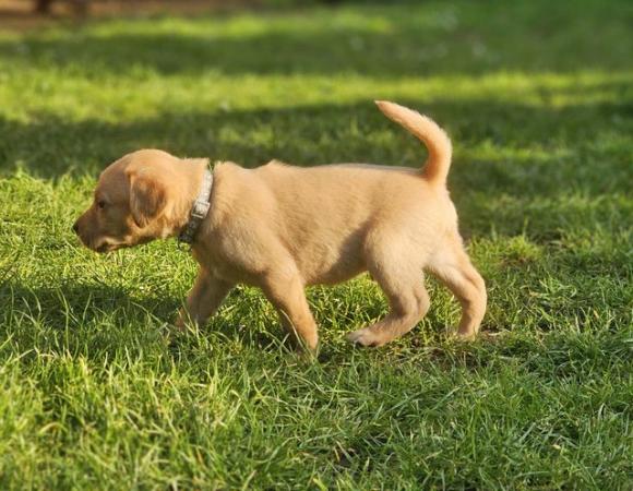 Image 11 of Exceptional Fox Red Puppies **Reduced **
