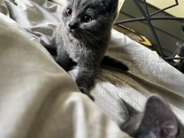 Image 16 of Adorable British blue kittens ready to go now