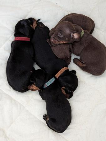 Image 9 of 2smooth haired miniature dachshunds left, ready now