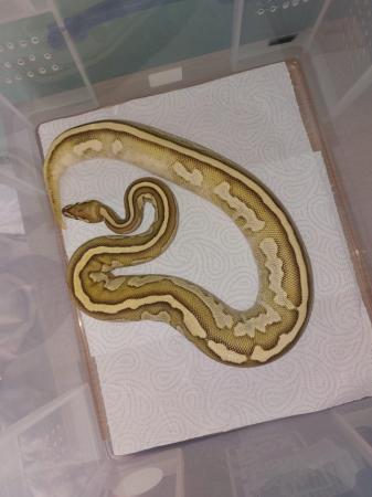 Image 7 of Balll python snakes (Whole collection) REDUCED PRICE!