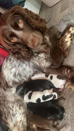 Image 7 of Cocker spaniel puppies ready on 24th may