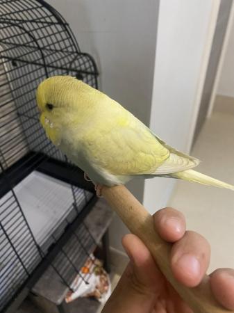 Image 3 of 9 weeks old budgie, male for sale