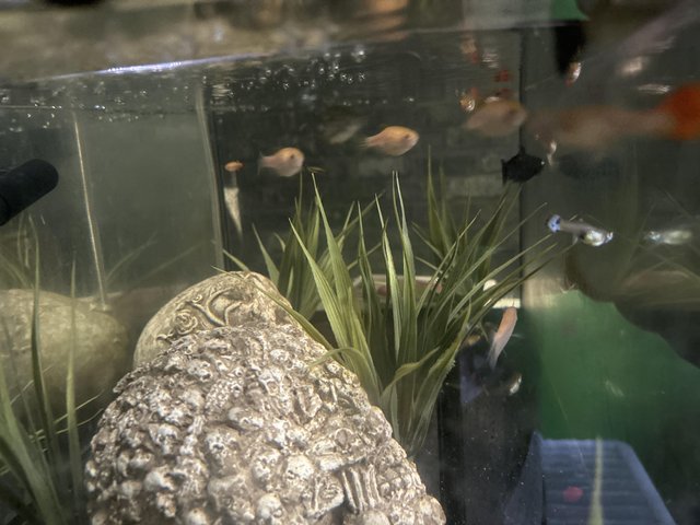 Preview of the first image of 60 litre fish tank fish included fish filter tank.