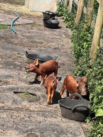 Image 2 of Tamworth Weaner Piglets Pigs