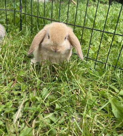 Image 8 of Mini lop baby rabbits **ready now**