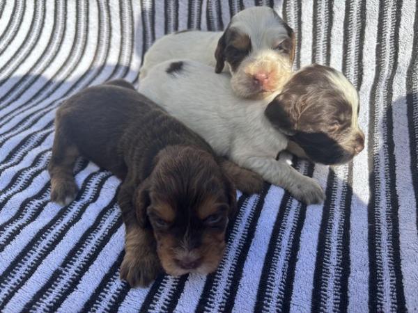 Image 2 of Cocker Spaniel Puppies for sale