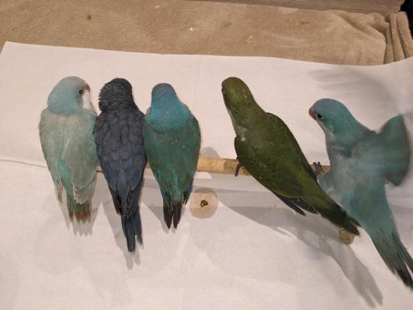 Image 1 of Talking Quaker parrots new nest soon