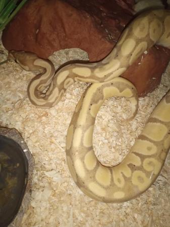 Image 3 of Banana X Hey Clown Ball Python- Best Offer Takes Her Quickly