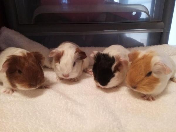Image 1 of Guinea Pigs... Sow. Ready now