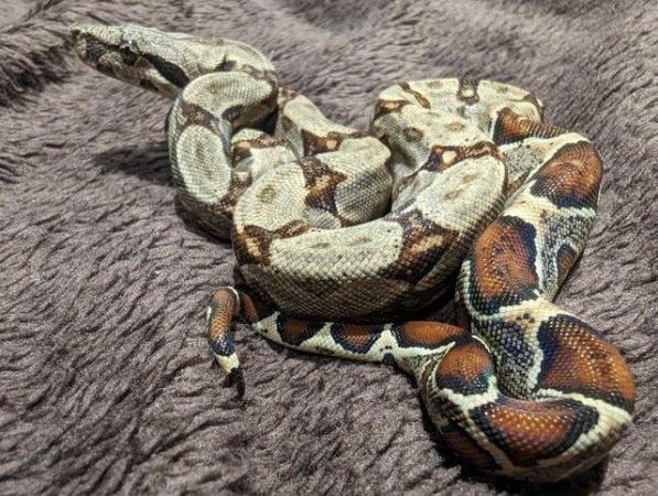 Image 10 of Baby Boa Constrictor Imperator