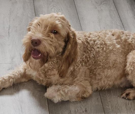 Image 2 of F1b Cockerpoo puppies for sale