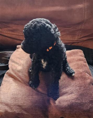 Standard Poodle Puppies Mixed litter for sale in York, North Yorkshire