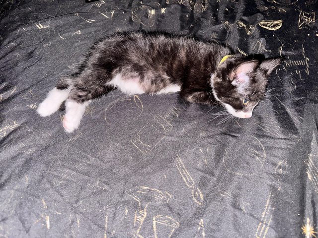 2 beautiful playful kittens — photo 3 of 4