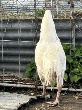 Image 1 of 11 months old aseel cockerels for sale from £100 each absol.