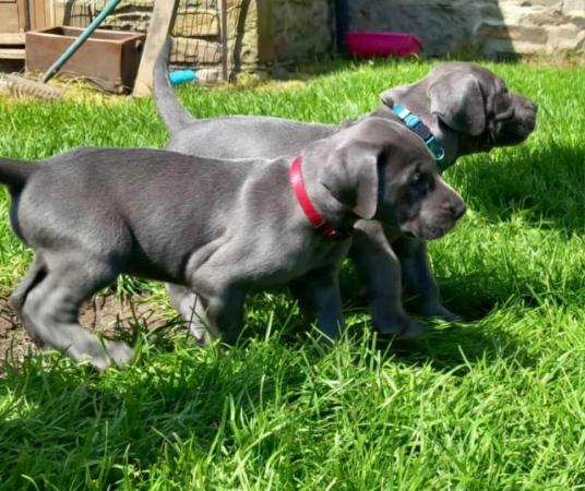 Image 1 of Beautiful big strong litter of Danes