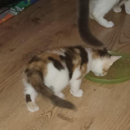 Image 1 of 8 week old female kitten for sale