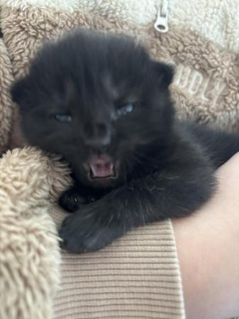 Image 14 of 1 Black kitten for sale