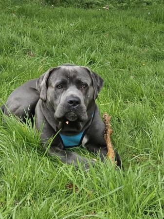 Image 3 of Kane , Cane Corso male 2 years old