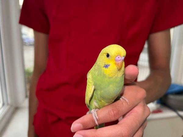 Image 2 of Super hand Tamed Baby Budgies for sale