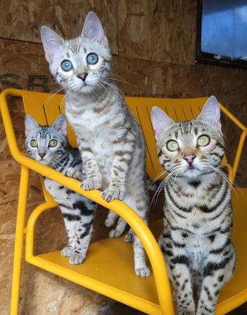 Image 4 of Phenomenal Bengal kittens AVAILABLE