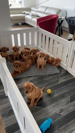 Image 6 of KC registered Fox Red Labrador puppies
