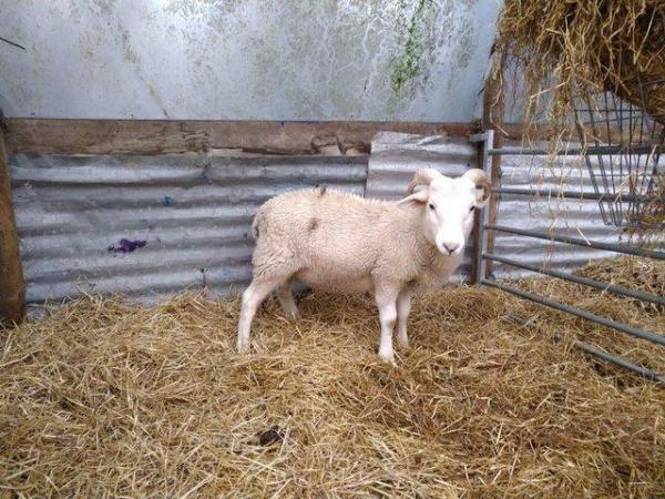 Image 3 of 12 month old registered wiltshire horn ram lamb