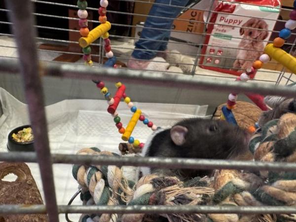 Image 1 of 18 month old male rats with cage