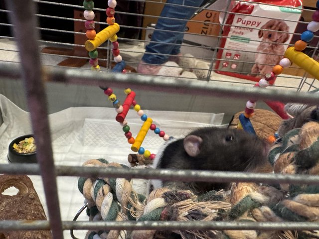 Preview of the first image of 18 month old male rats with cage.