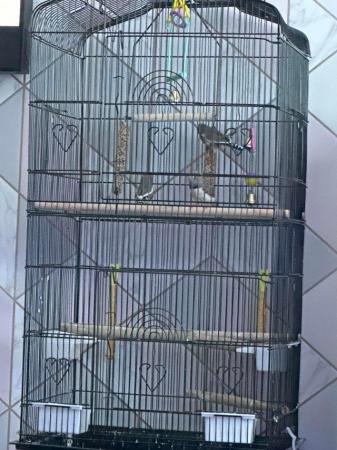 Image 3 of 3x male finches with cage and accessories