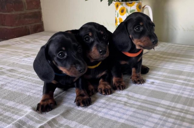 Image 2 of Beautiful Dachshund smooth haired Black and Tan pups