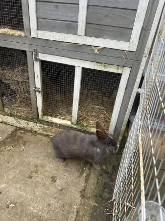 Image 2 of 3 male rabbits and hutch