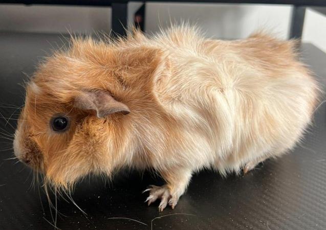 Image 2 of 2 Male guinea pigs for sale