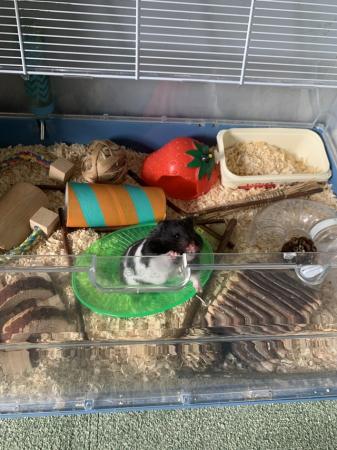 Image 5 of 2 year old Syrian Hamster